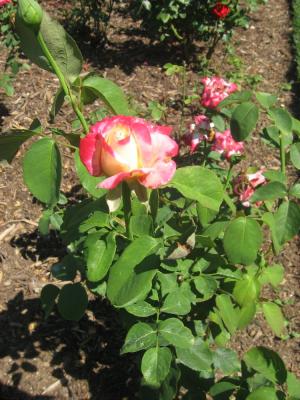 <img300*0:stuff/z/93740/Rose%2520Garden%2520-%2520Huntington%2520WV/Julyaug2008%20375.jpg>