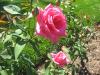 <img100*0:stuff/z/93740/Rose%2520Garden%2520-%2520Huntington%2520WV/Julyaug2008%20377.jpg>