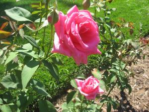 <img300*0:stuff/z/93740/Rose%2520Garden%2520-%2520Huntington%2520WV/Julyaug2008%20377.jpg>