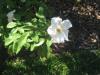 <img100*0:stuff/z/93740/Rose%2520Garden%2520-%2520Huntington%2520WV/Julyaug2008%20379.jpg>
