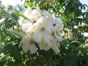 <img300*0:stuff/z/93740/Rose%2520Garden%2520-%2520Huntington%2520WV/Julyaug2008%20380.jpg>