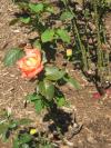 <img100*0:stuff/z/93740/Rose%2520Garden%2520-%2520Huntington%2520WV/Julyaug2008%20381.jpg>
