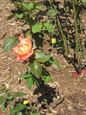<img300*0:stuff/z/93740/Rose%2520Garden%2520-%2520Huntington%2520WV/Julyaug2008%20381.jpg>