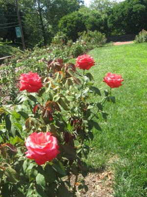 <img300*0:stuff/z/93740/Rose%2520Garden%2520-%2520Huntington%2520WV/Julyaug2008%20383.jpg>