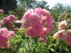 <img100*0:stuff/z/93740/Rose%2520Garden%2520-%2520Huntington%2520WV/Julyaug2008%20403.jpg>