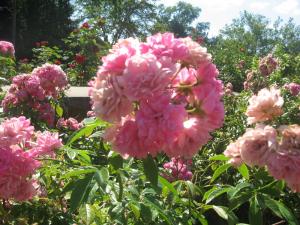<img300*0:stuff/z/93740/Rose%2520Garden%2520-%2520Huntington%2520WV/Julyaug2008%20403.jpg>