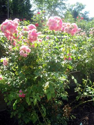 <img300*0:stuff/z/93740/Rose%2520Garden%2520-%2520Huntington%2520WV/Julyaug2008%20404.jpg>