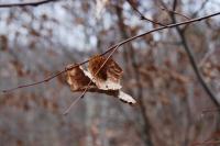 <img200*0:stuff/z/93740/Stems%252c%2520Leaves%252c%2520%2526%2520Twigs/12.jpg>