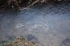 Stone Coal Creek