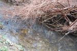 <img150*0:stuff/z/93740/Stone%2520Coal%2520Creek/oct%20303.jpg>