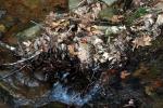 <img150*0:stuff/z/93740/Stone%2520Coal%2520Creek/oct%20758.jpg>