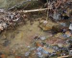 <img150*0:stuff/z/93740/Stone%2520Coal%2520Creek/oct%20760.jpg>