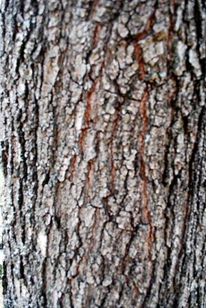 <img300*0:stuff/z/93740/Textures%2520Vol%25201/et%20texture%201.jpg>