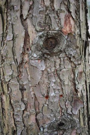 <img300*0:stuff/z/93740/Textures%2520Vol%25201/et%20texture%205.jpg>