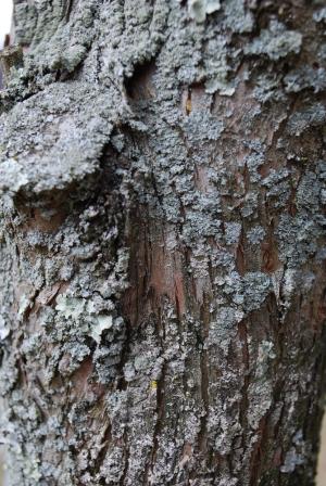 <img300*0:stuff/z/93740/Textures%2520Vol%25201/et%20texture%206.jpg>