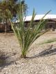 <img82*0:stuff/zamia.jpg>