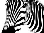 <img150*0:stuff/zebrawall.jpg>