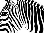 <img150*0:stuff/zebrawall2.jpg>