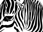 <img150*0:stuff/zebrawall3.jpg>